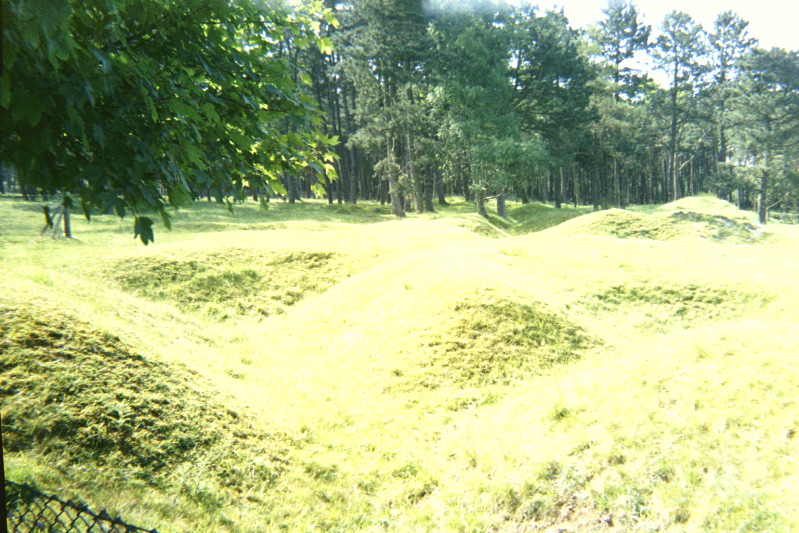 Le bois de pins